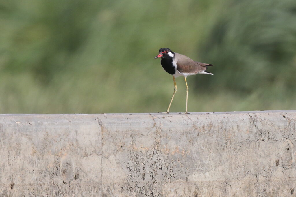 Red-wattled Lapwing. Qatar, 21 October 2013 © Neil G. Morris.