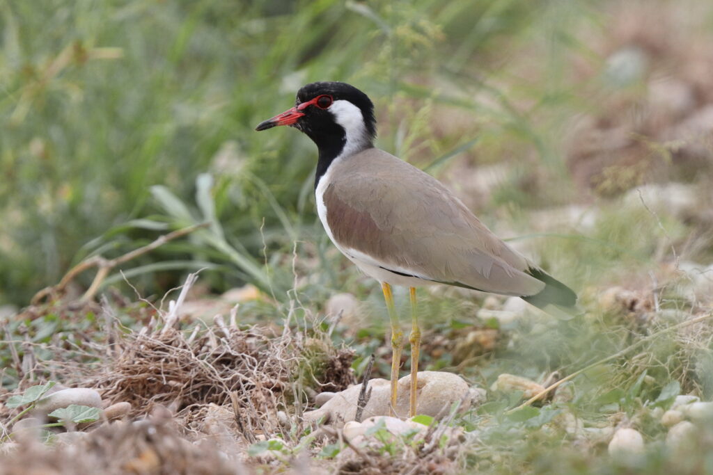 Red-wattled Lapwing. Qatar, 14 November 2013 © Neil G. Morris.