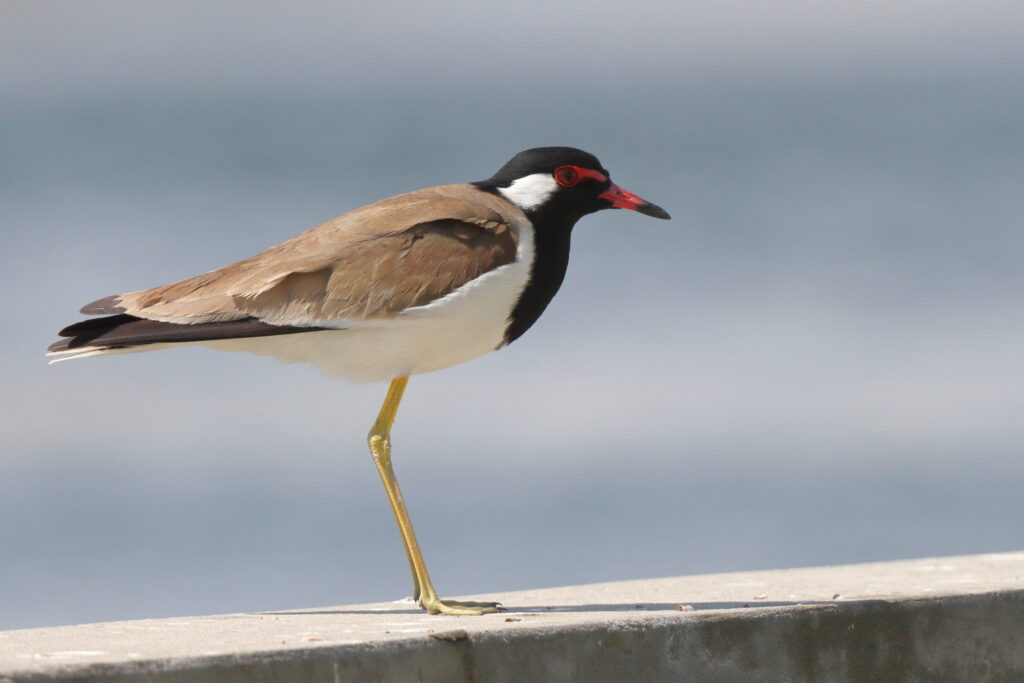 Red-wattled Lapwing. Qatar, 18 February 2014 © Neil G. Morris.