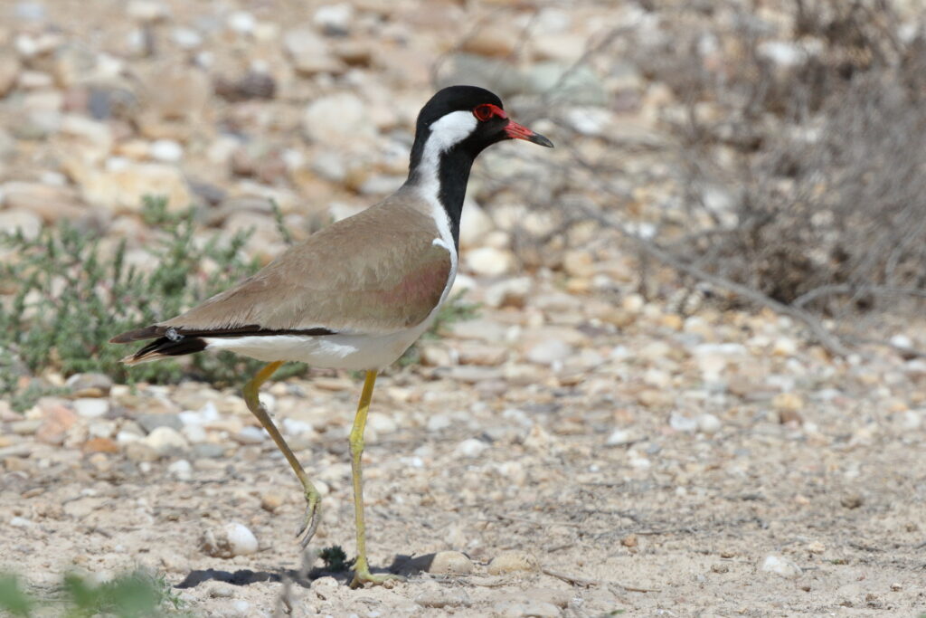 Red-wattled Lapwing. Qatar, 18 March 2014 © Neil G. Morris.