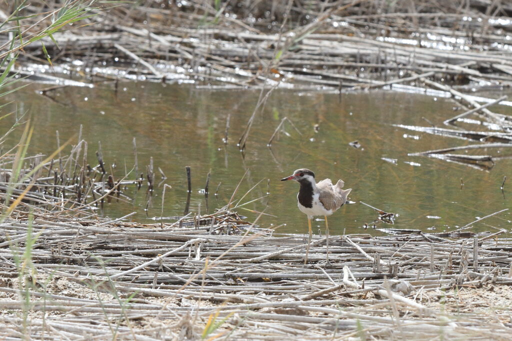 Red-wattled Lapwing. Qatar, 12 June 2014 © Neil G. Morris.