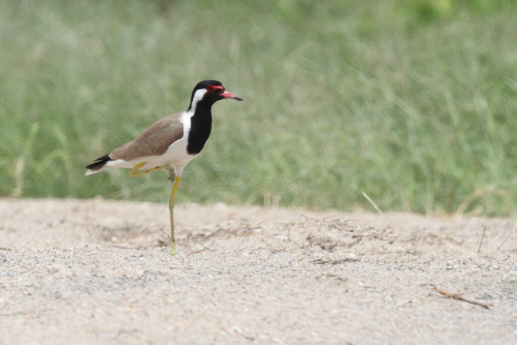 Red-wattled Lapwing. Qatar, 30 March 2015 © Neil G. Morris.