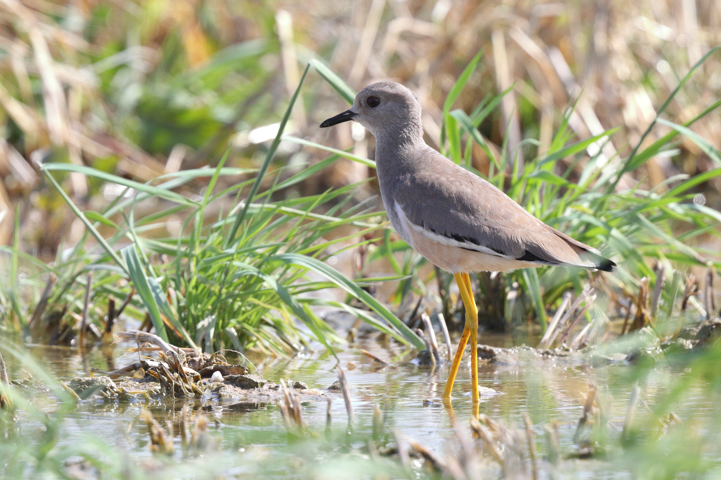 White-tailed Lapwing. Qatar, 18 February 2014 © Neil G. Morris.
