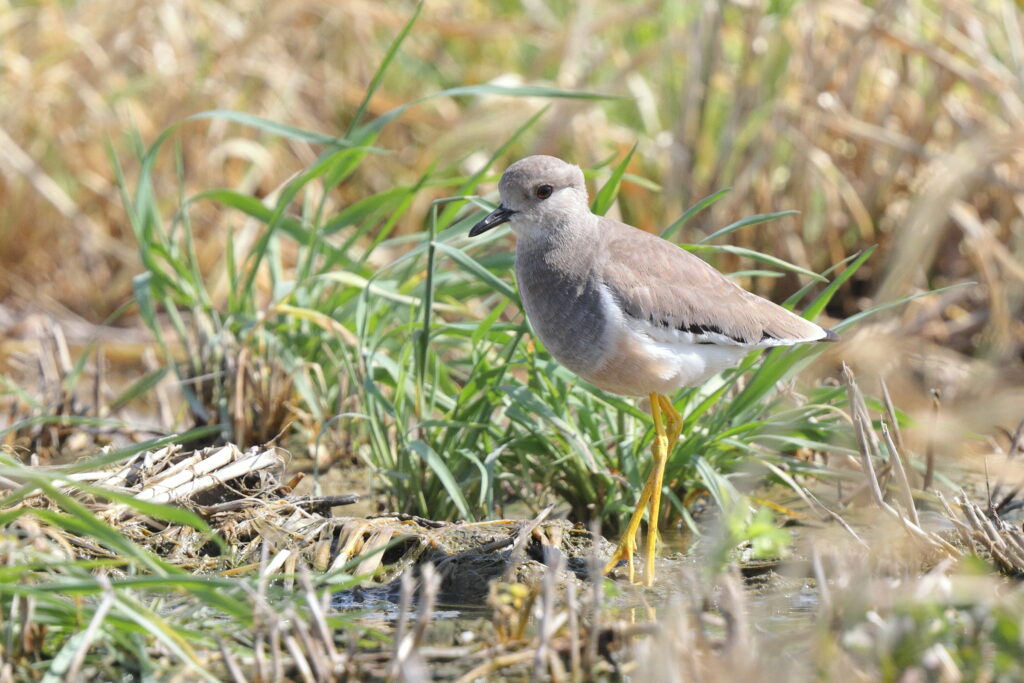 White-tailed Lapwing. Qatar, 18 February 2014 © Neil G. Morris.