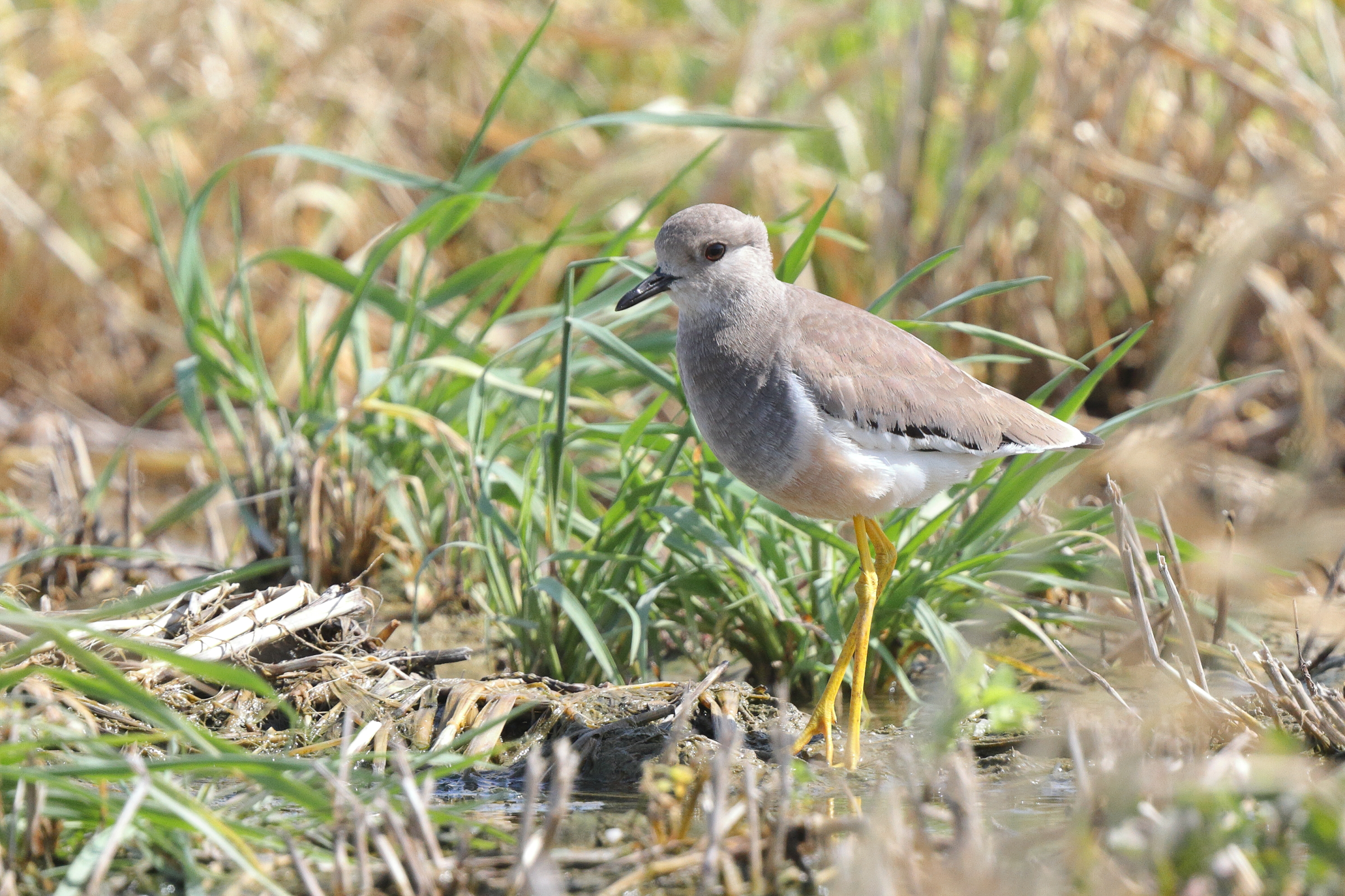 White-tailed Lapwing. Qatar, 18 February 2014 © Neil G. Morris.
