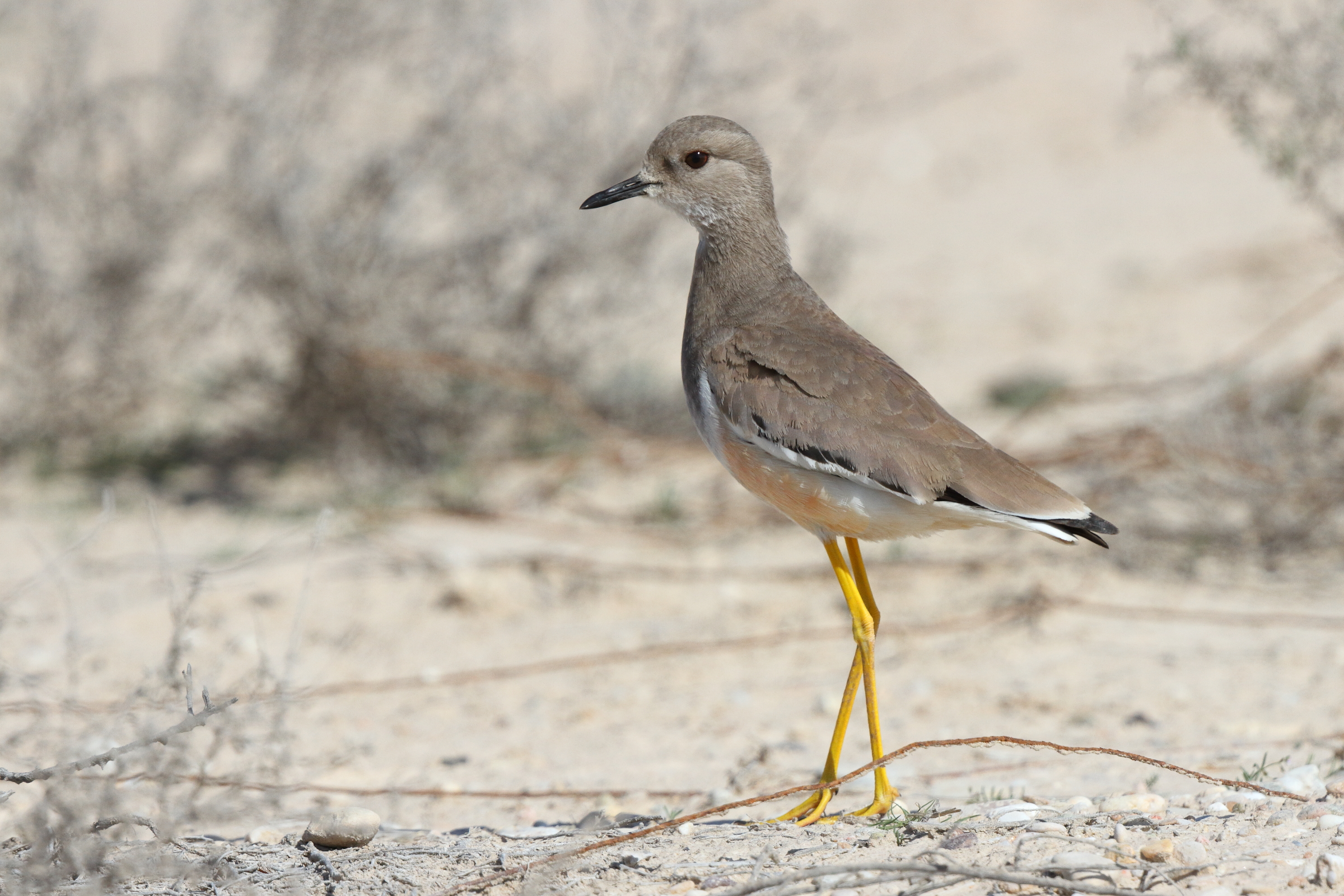 White-tailed Lapwing. Qatar, 18 February 2014 © Neil G. Morris.