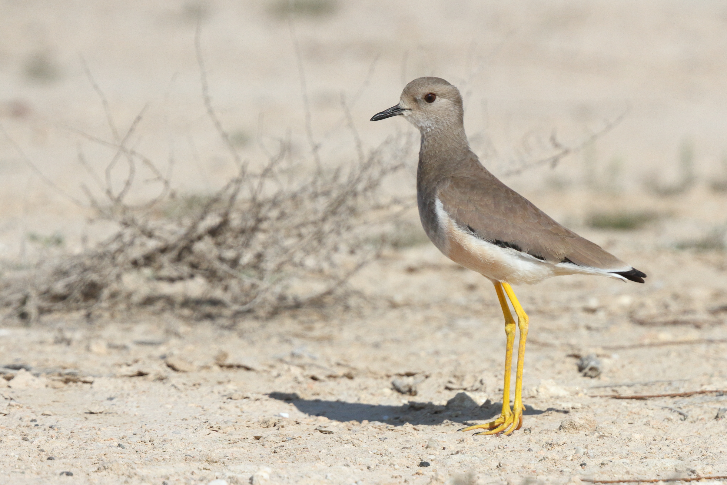 White-tailed Lapwing. Qatar, 18 February 2014 © Neil G. Morris.