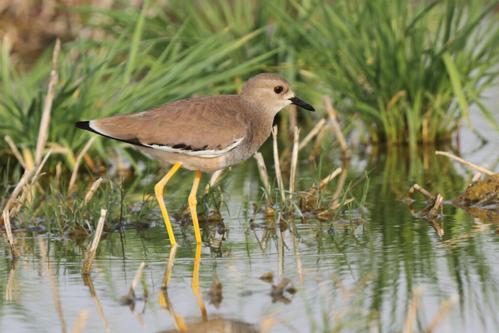 White-tailed Lapwing. Qatar, 06 March 2014 © Neil G. Morris.