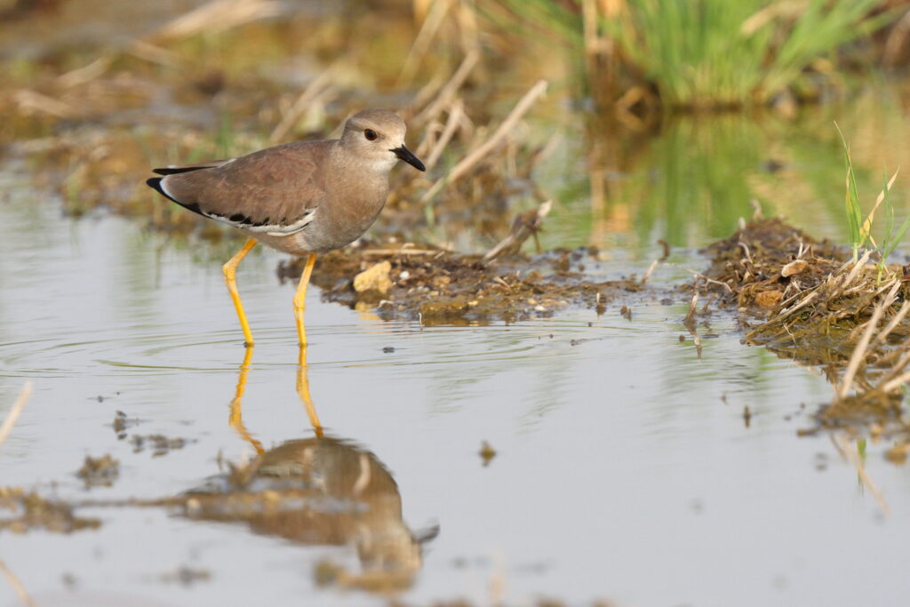 White-tailed Lapwing. Qatar, 06 March 2014 © Neil G. Morris.
