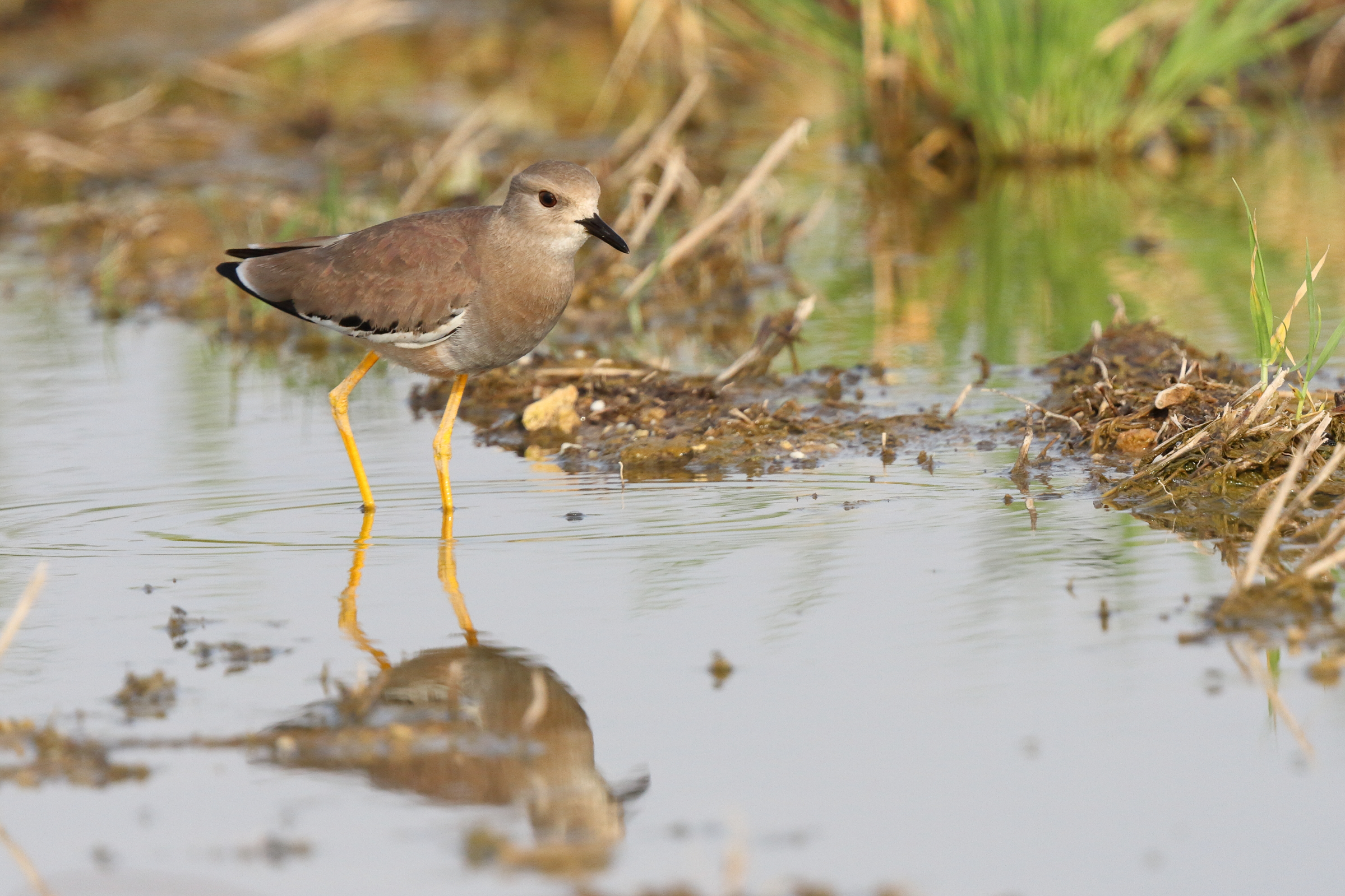 White-tailed Lapwing. Qatar, 06 March 2014 © Neil G. Morris.
