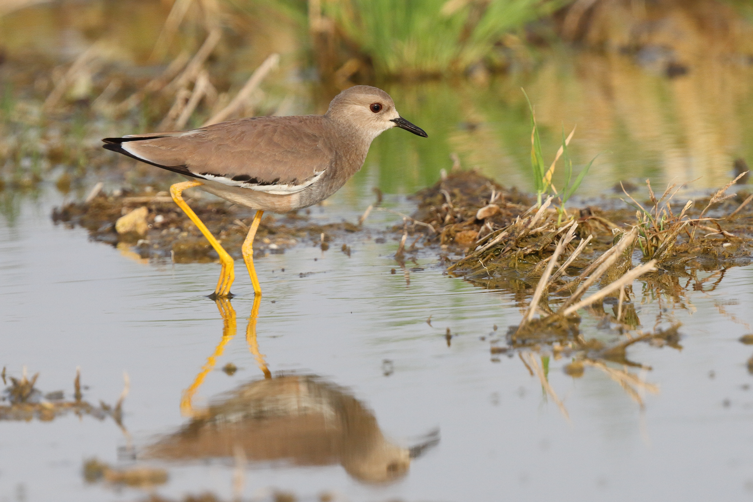 White-tailed Lapwing. Qatar, 06 March 2014 © Neil G. Morris.