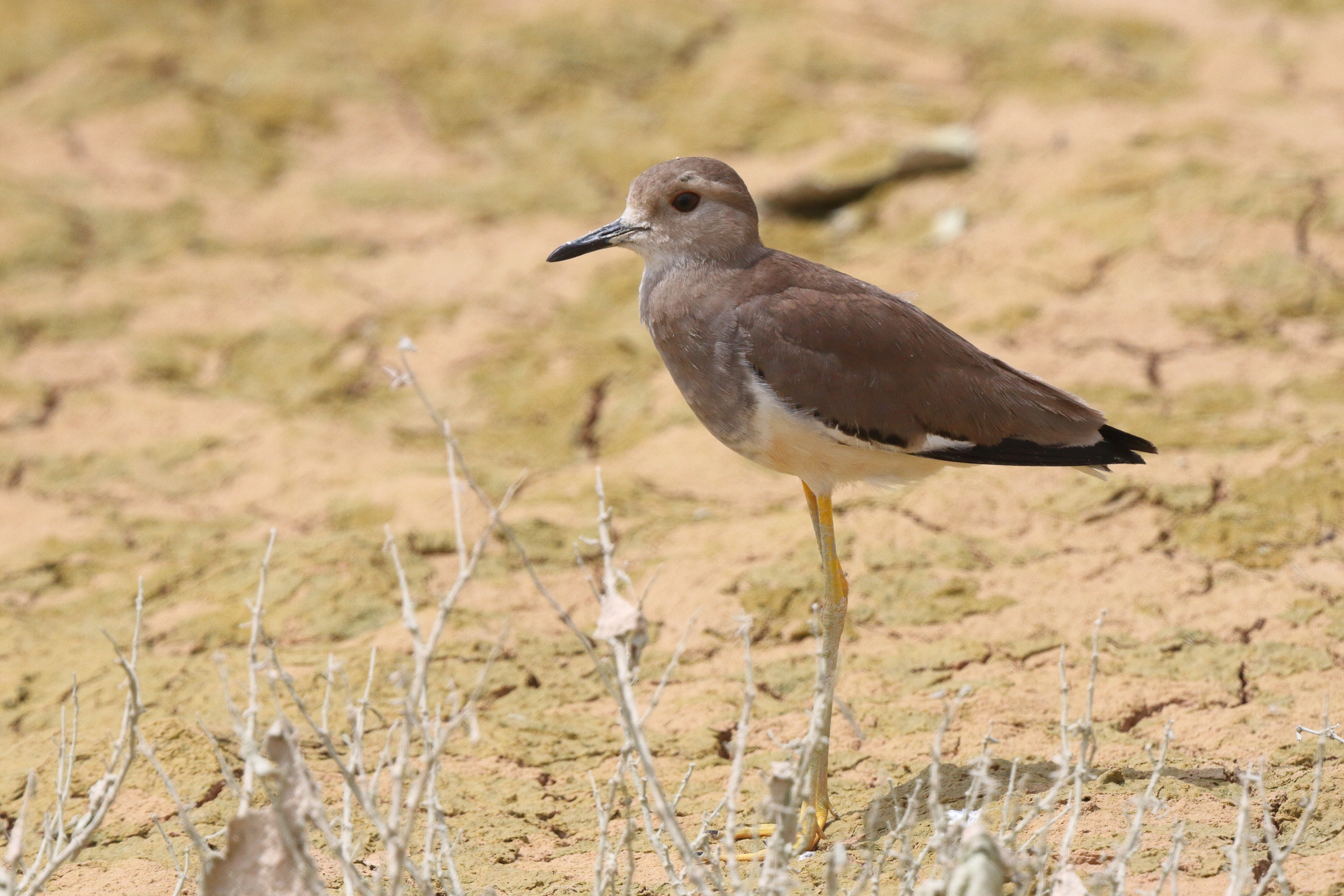 White-tailed Lapwing. Qatar, 25 March 2014 © Neil G. Morris.