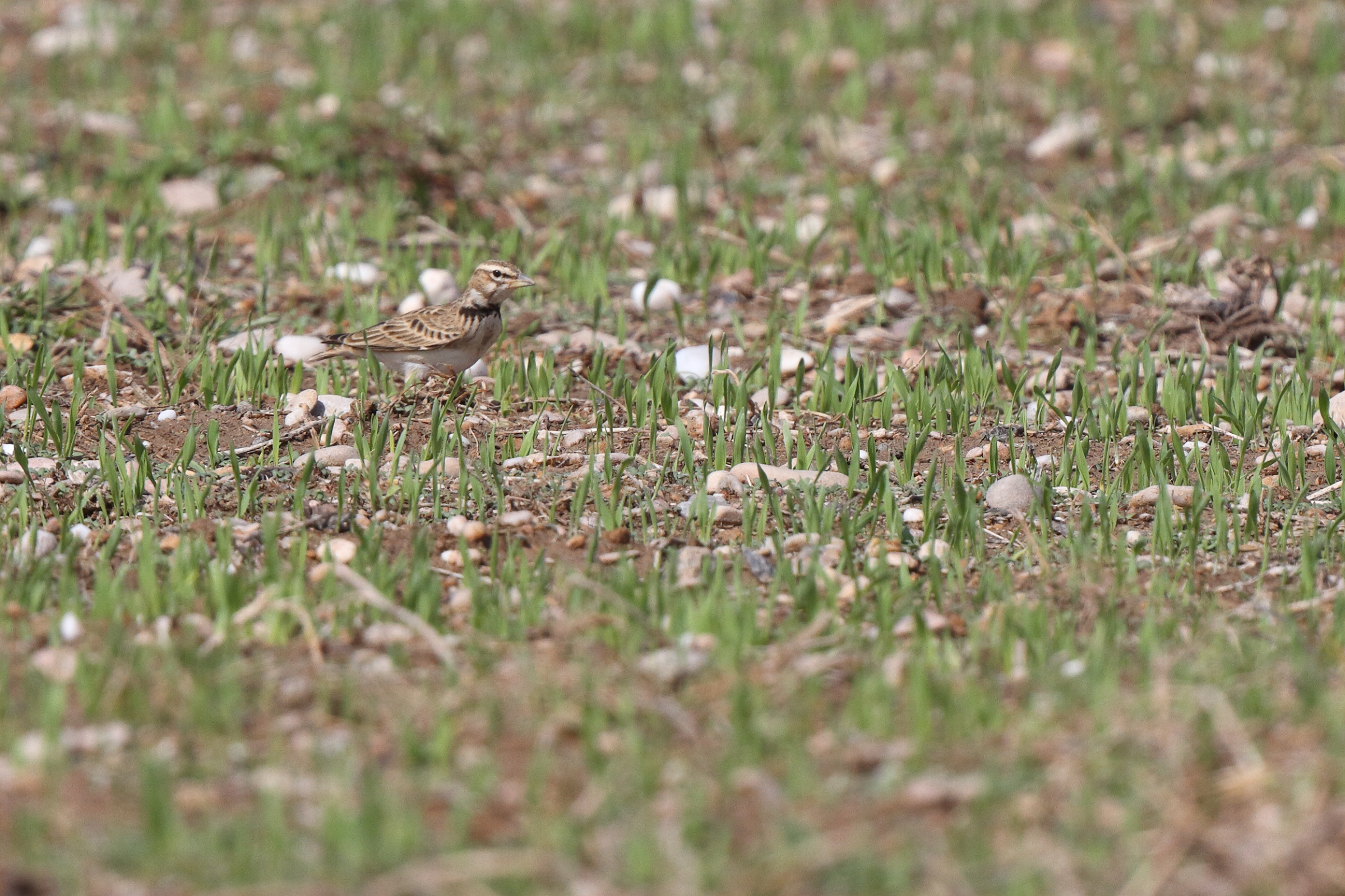 Bimaculated Lark. Qatar, 05 November 2013 © Neil G. Morris.