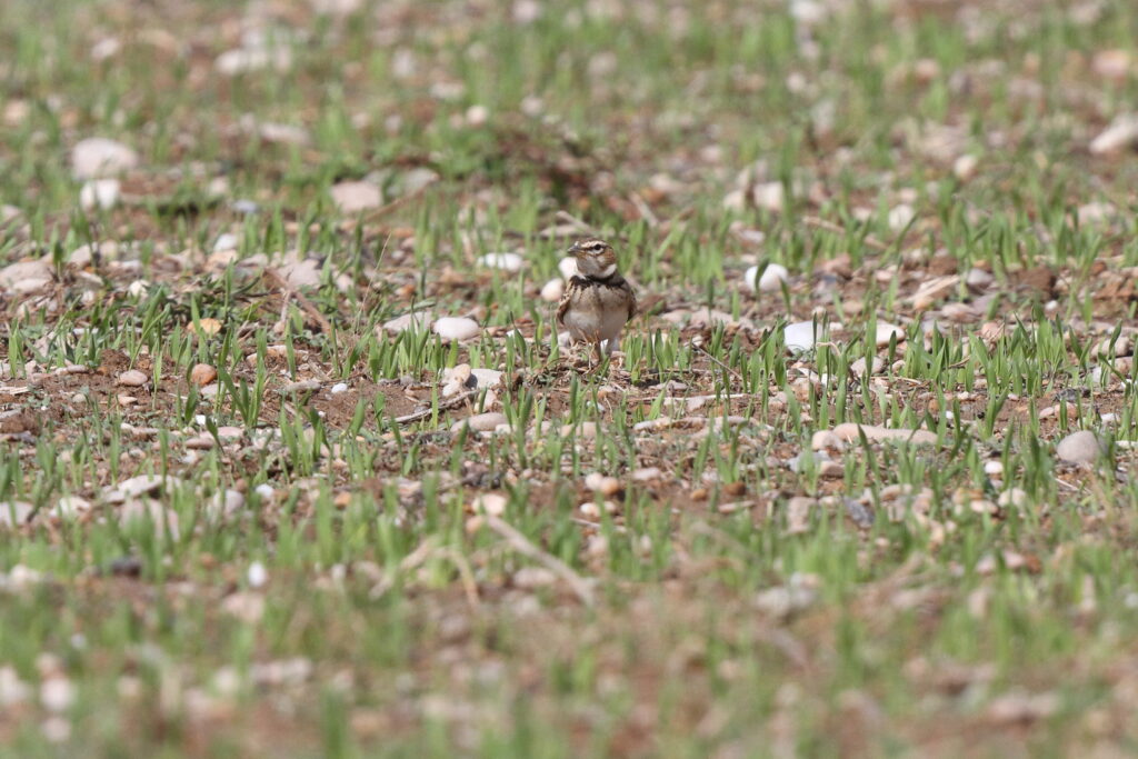 Bimaculated Lark. Qatar, 05 November 2013 © Neil G. Morris.