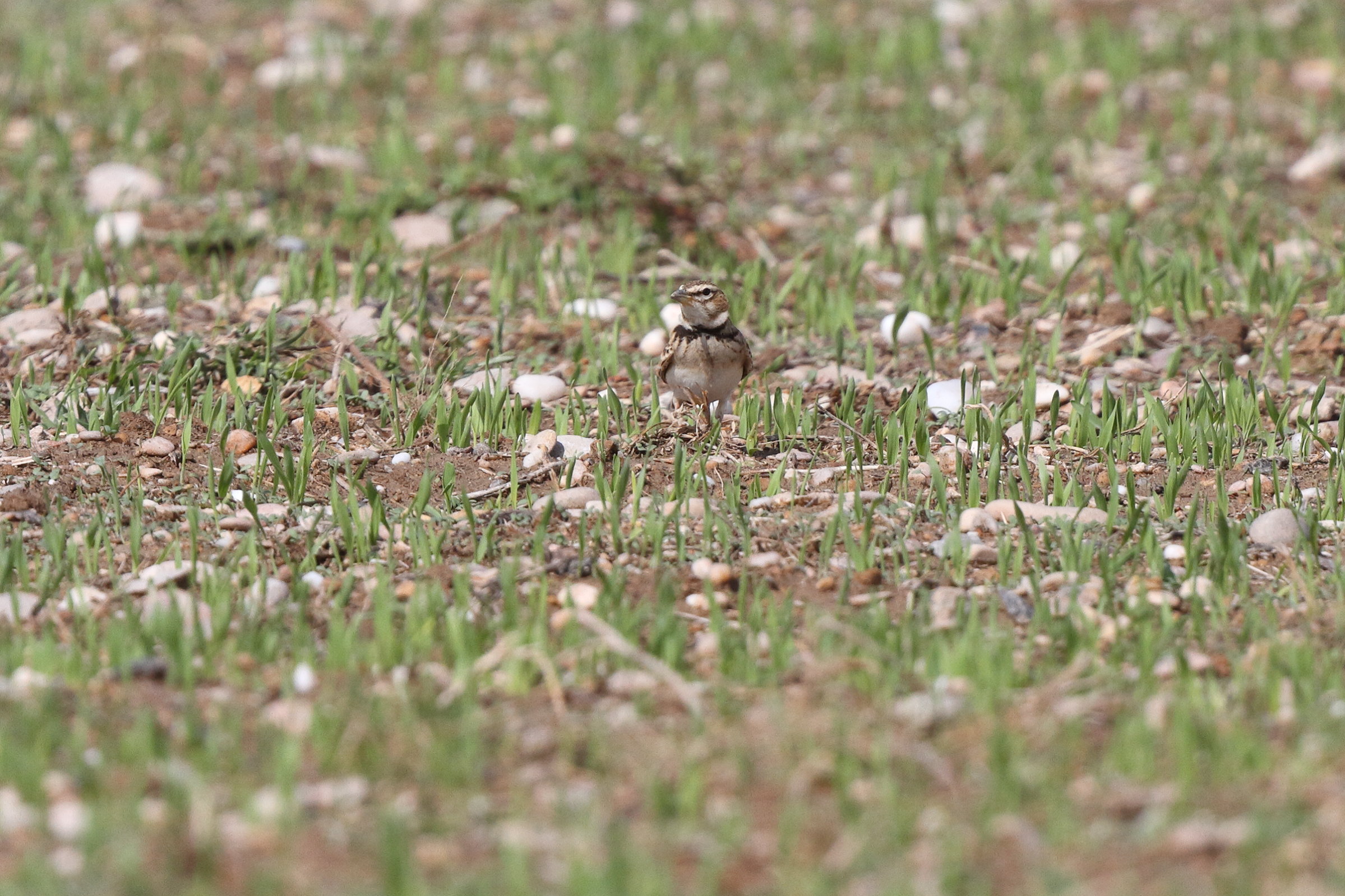 Bimaculated Lark. Qatar, 05 November 2013 © Neil G. Morris.