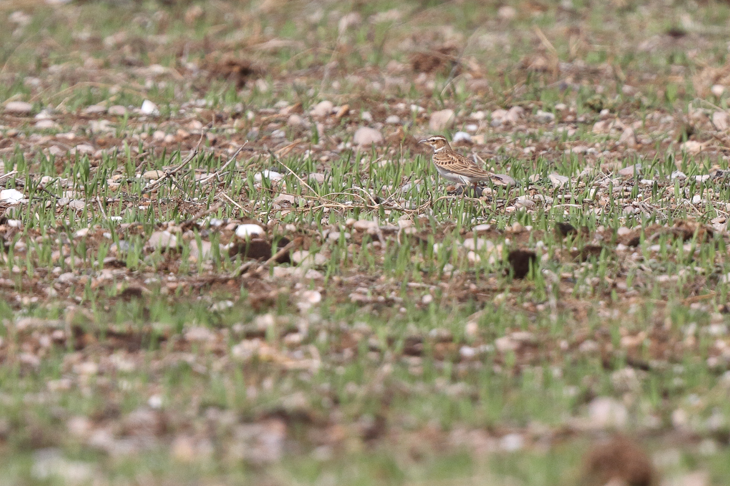 Bimaculated Lark. Qatar, 05 November 2013 © Neil G. Morris.