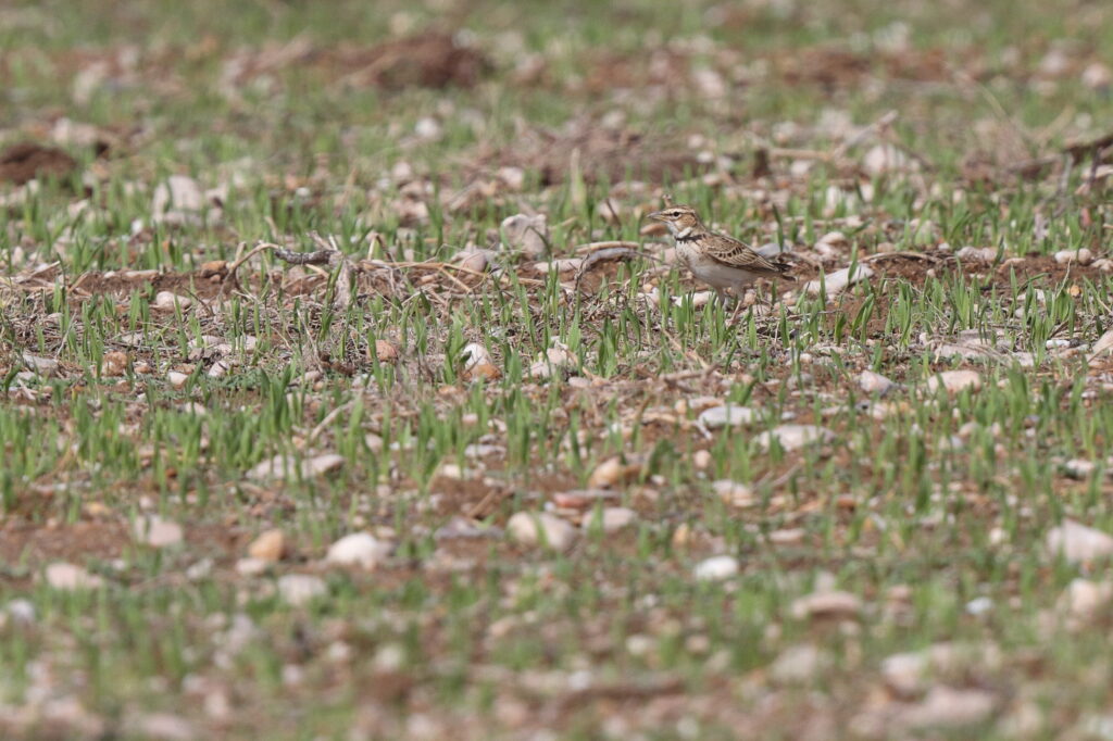 Bimaculated Lark. Qatar, 05 November 2013 © Neil G. Morris.