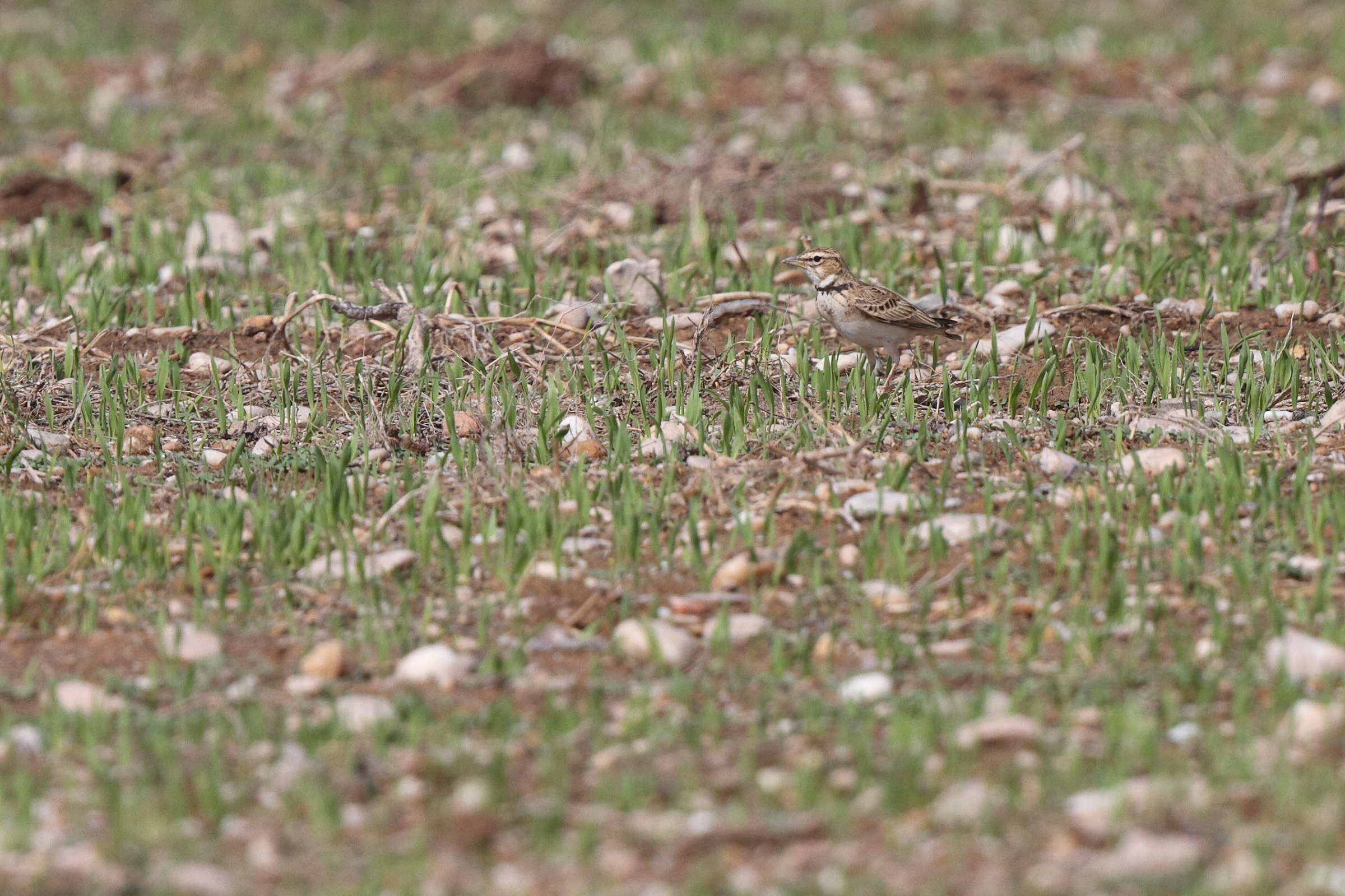 Bimaculated Lark. Qatar, 05 November 2013 © Neil G. Morris.