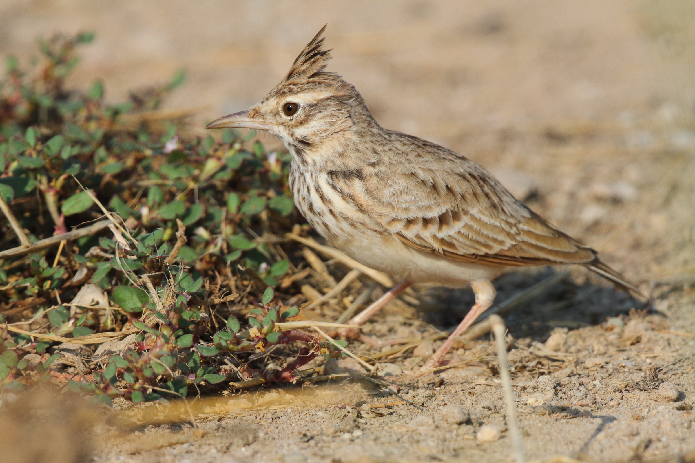 Crested Lark. Qatar, 11 October 2012 © Neil G. Morris.