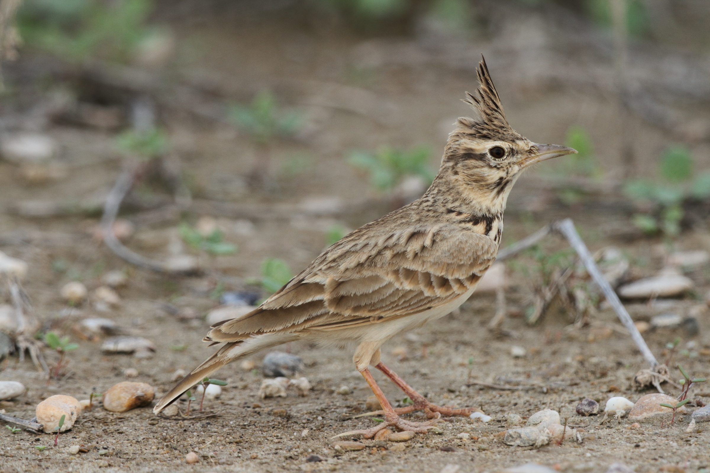 Crested Lark. Qatar, 04 November 2012 © Neil G. Morris.