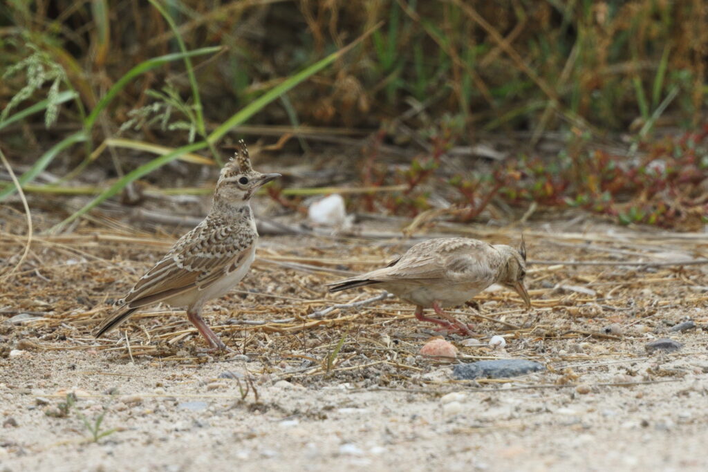 Crested Lark. Qatar, 01 May 2013 © Neil G. Morris.