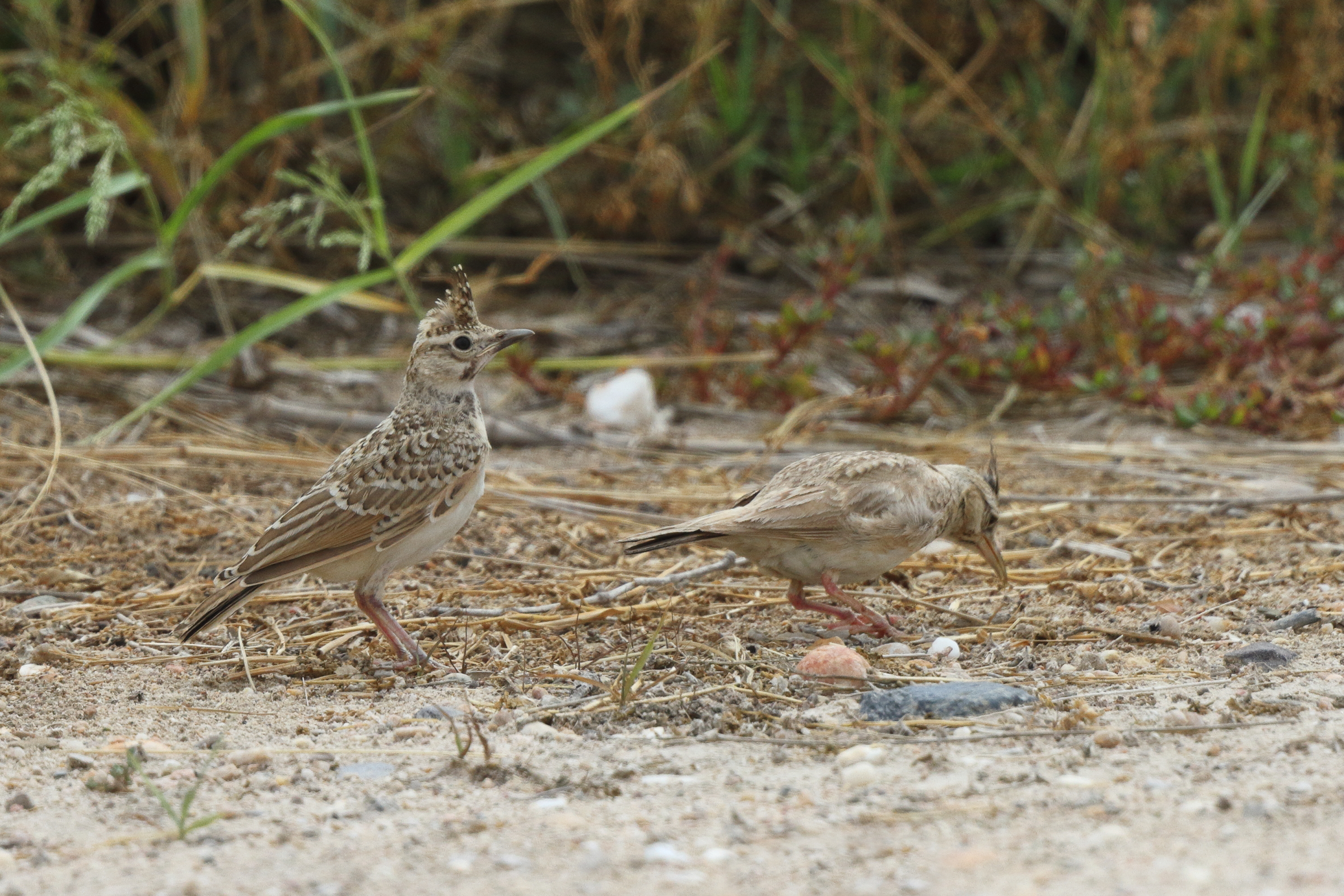 Crested Lark. Qatar, 01 May 2013 © Neil G. Morris.