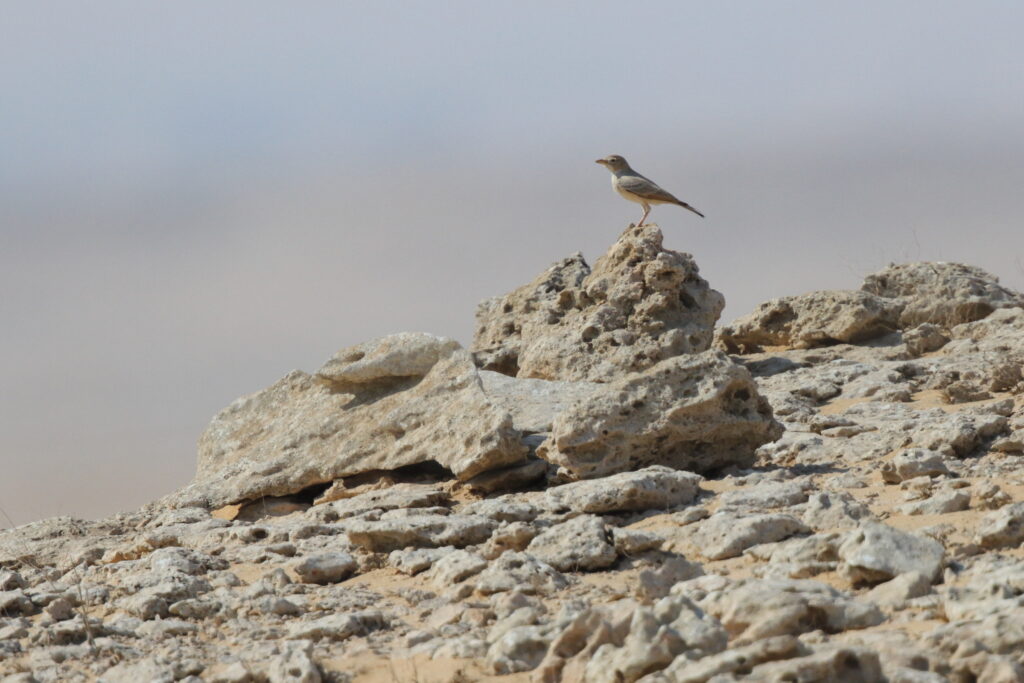 Desert Lark. Qatar, 11 October 2012 © Neil G. Morris.