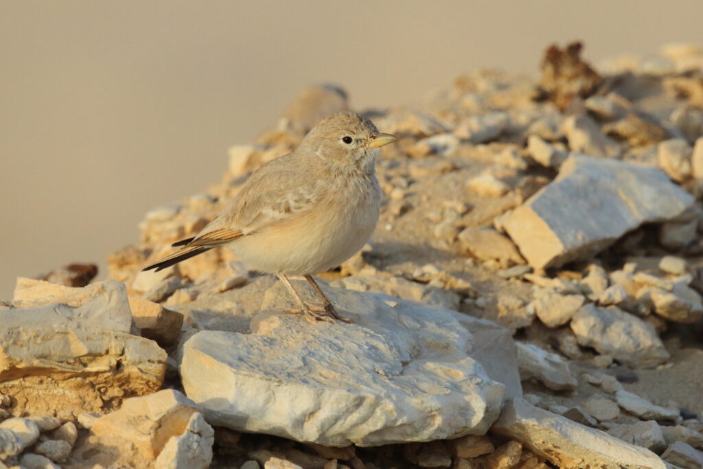 Desert Lark. Qatar, 16 October 2012 © Neil G. Morris.