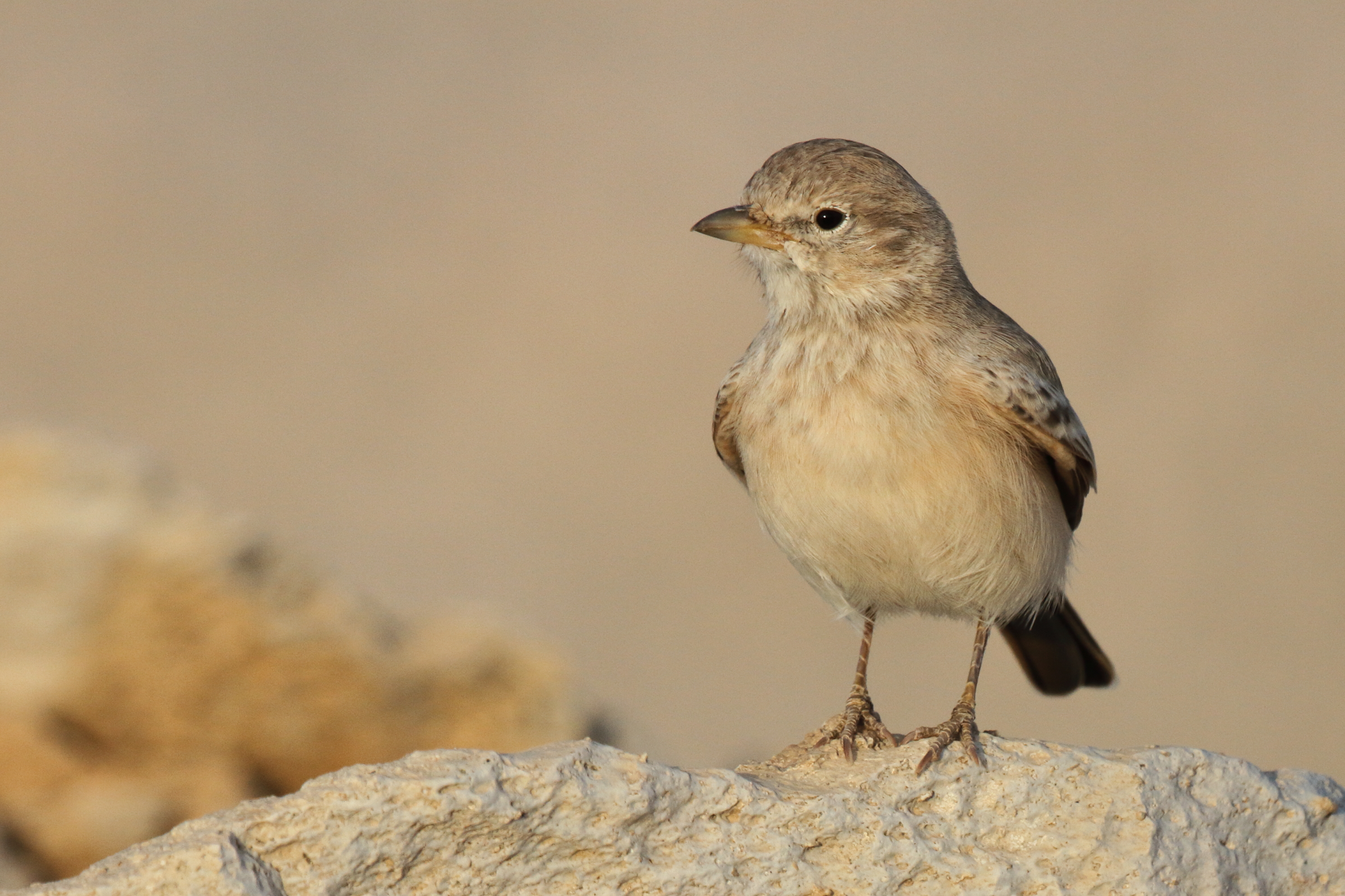 Desert Lark. Qatar, 16 October 2012 © Neil G. Morris.