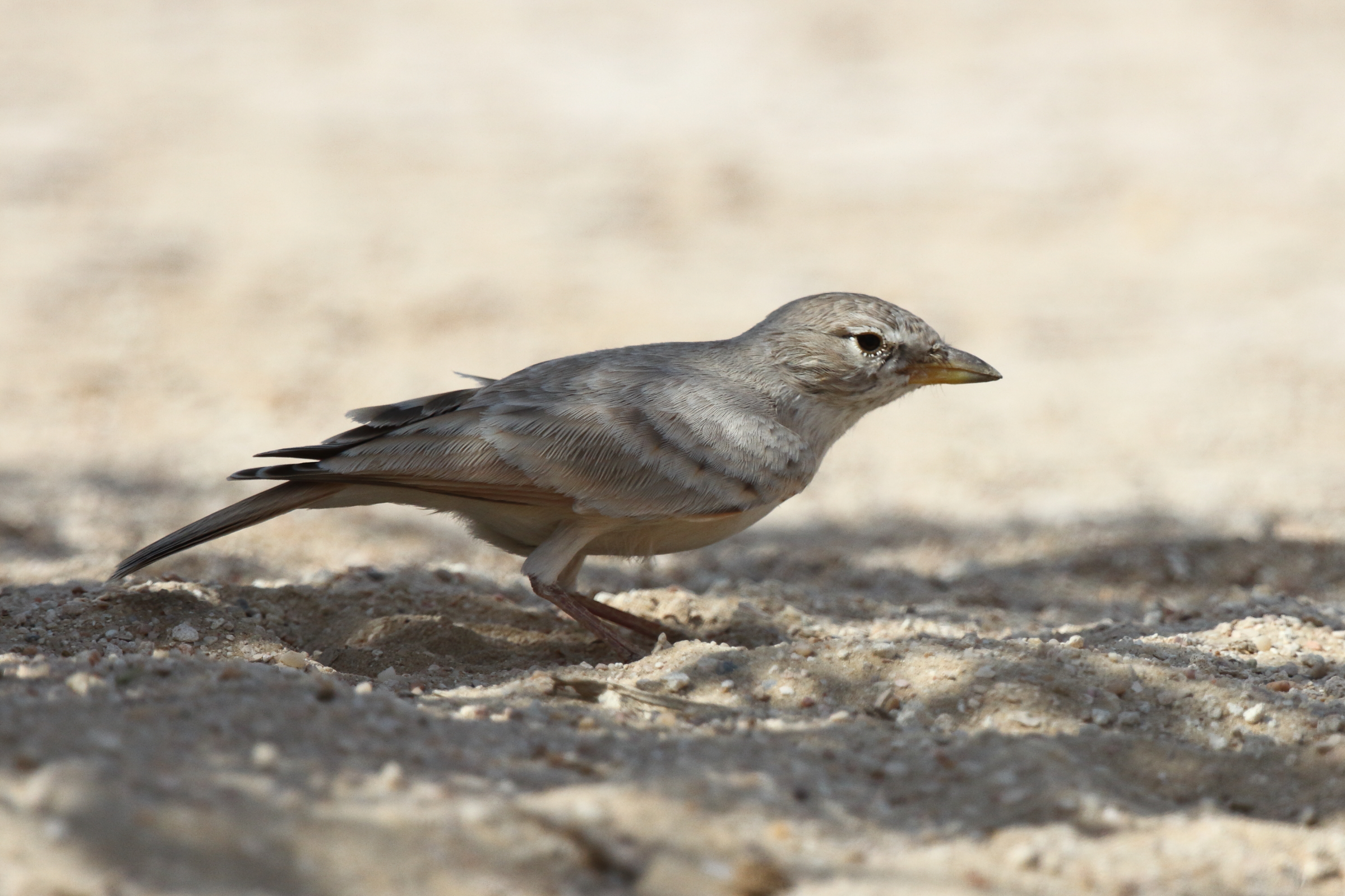 Desert Lark. Qatar, 16 October 2012 © Neil G. Morris.