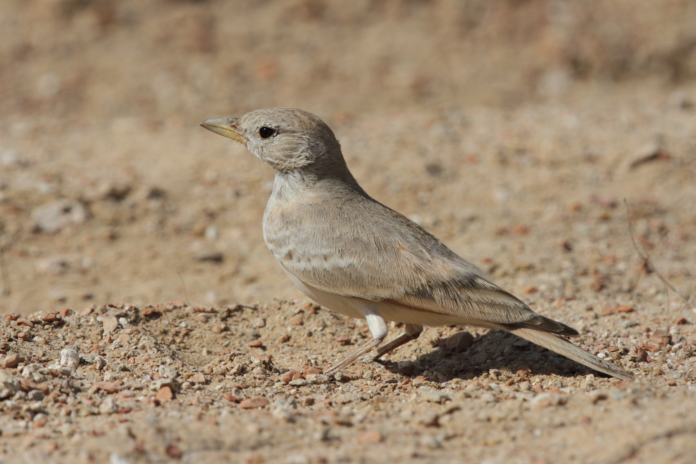 Desert Lark. Qatar, 14 November 2012 © Neil G. Morris.