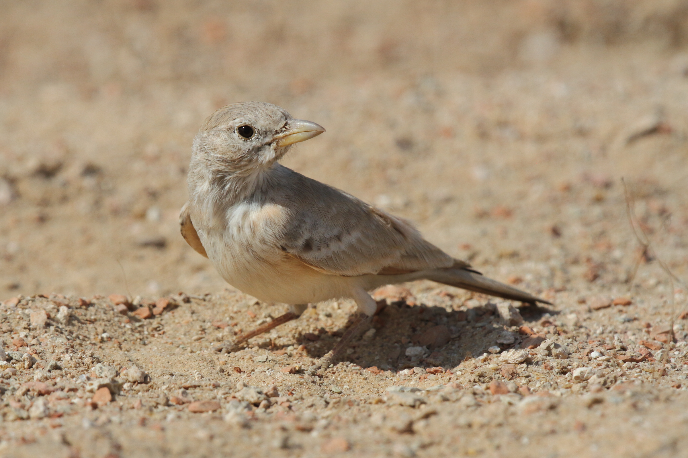 Desert Lark. Qatar, 14 November 2012 © Neil G. Morris.