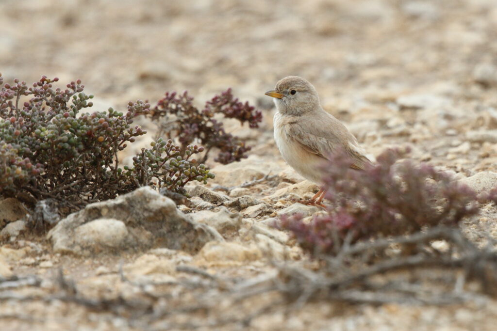 Desert Lark. Qatar, 20 February 2013 © Neil G. Morris.