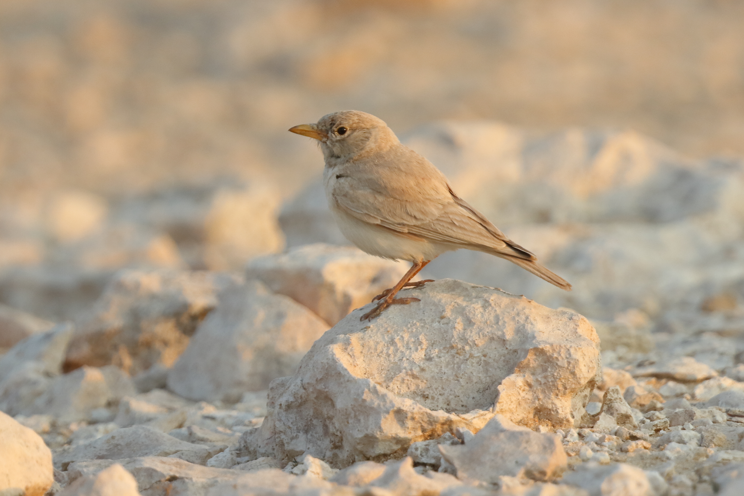 Desert Lark. Qatar, 03 March 2016 © Neil G. Morris.