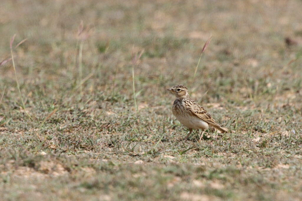 Eurasian Skylark. Qatar, 18 February 2013 © Neil G. Morris.