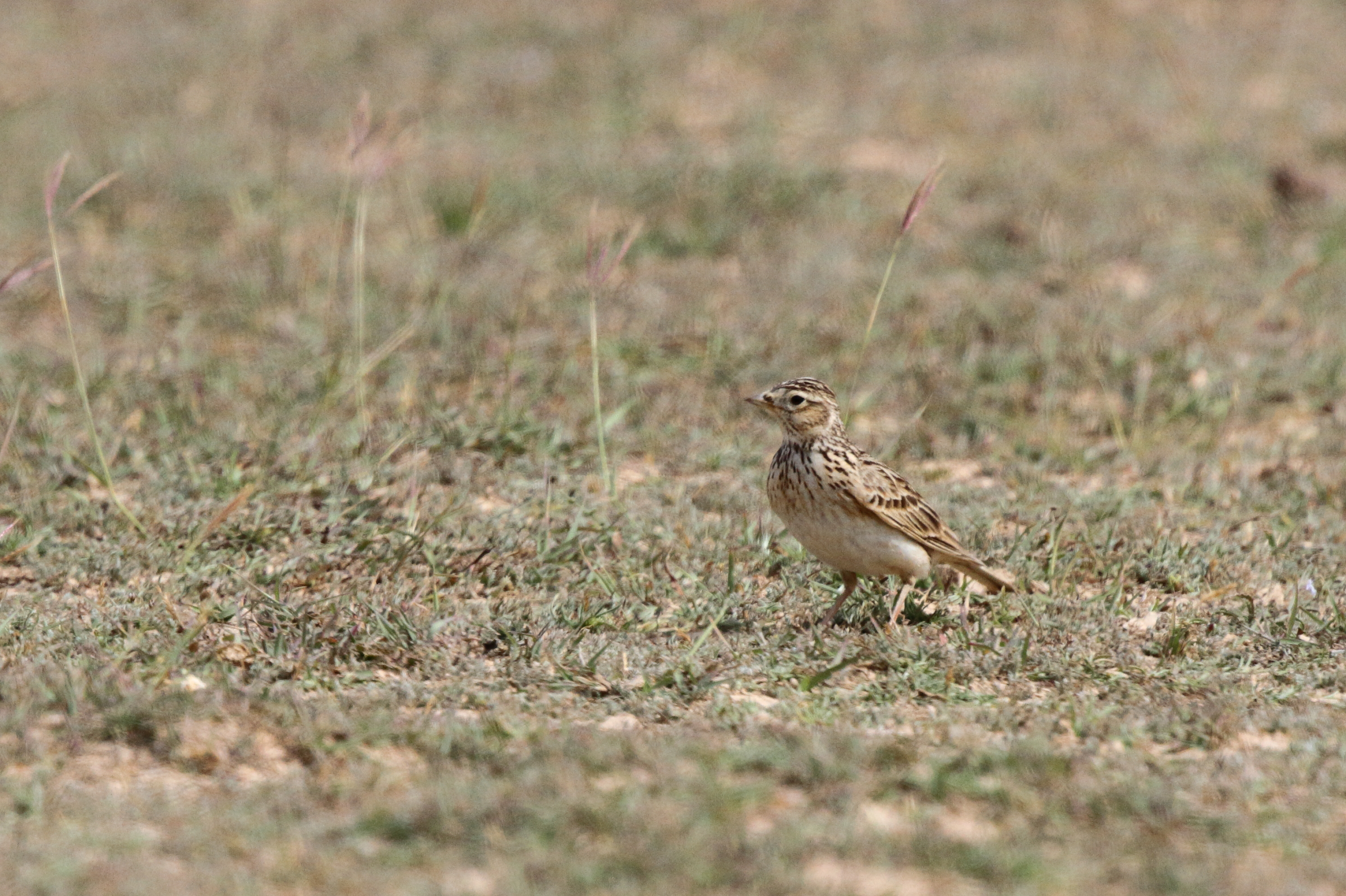 Eurasian Skylark. Qatar, 18 February 2013 © Neil G. Morris.