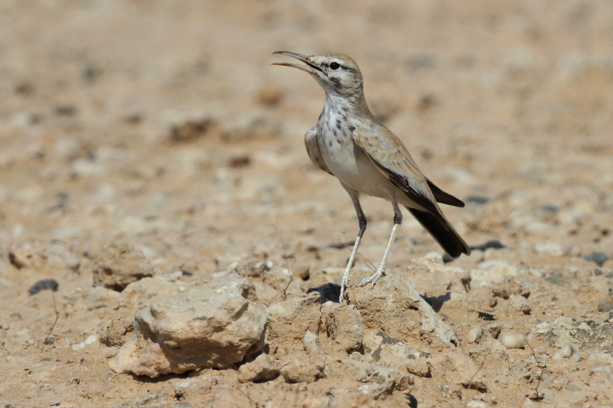Greater Hoopoe-lark. Qatar, 11 October 2012 © Neil G. Morris.