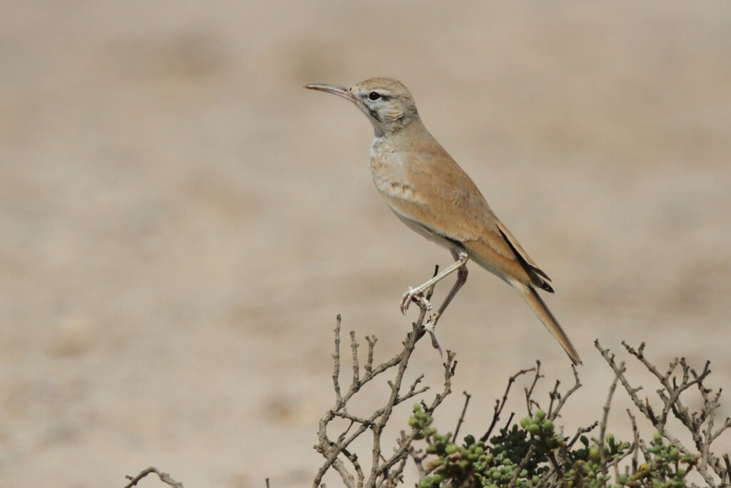 Greater Hoopoe-lark. Qatar, 16 October 2012 © Neil G. Morris.