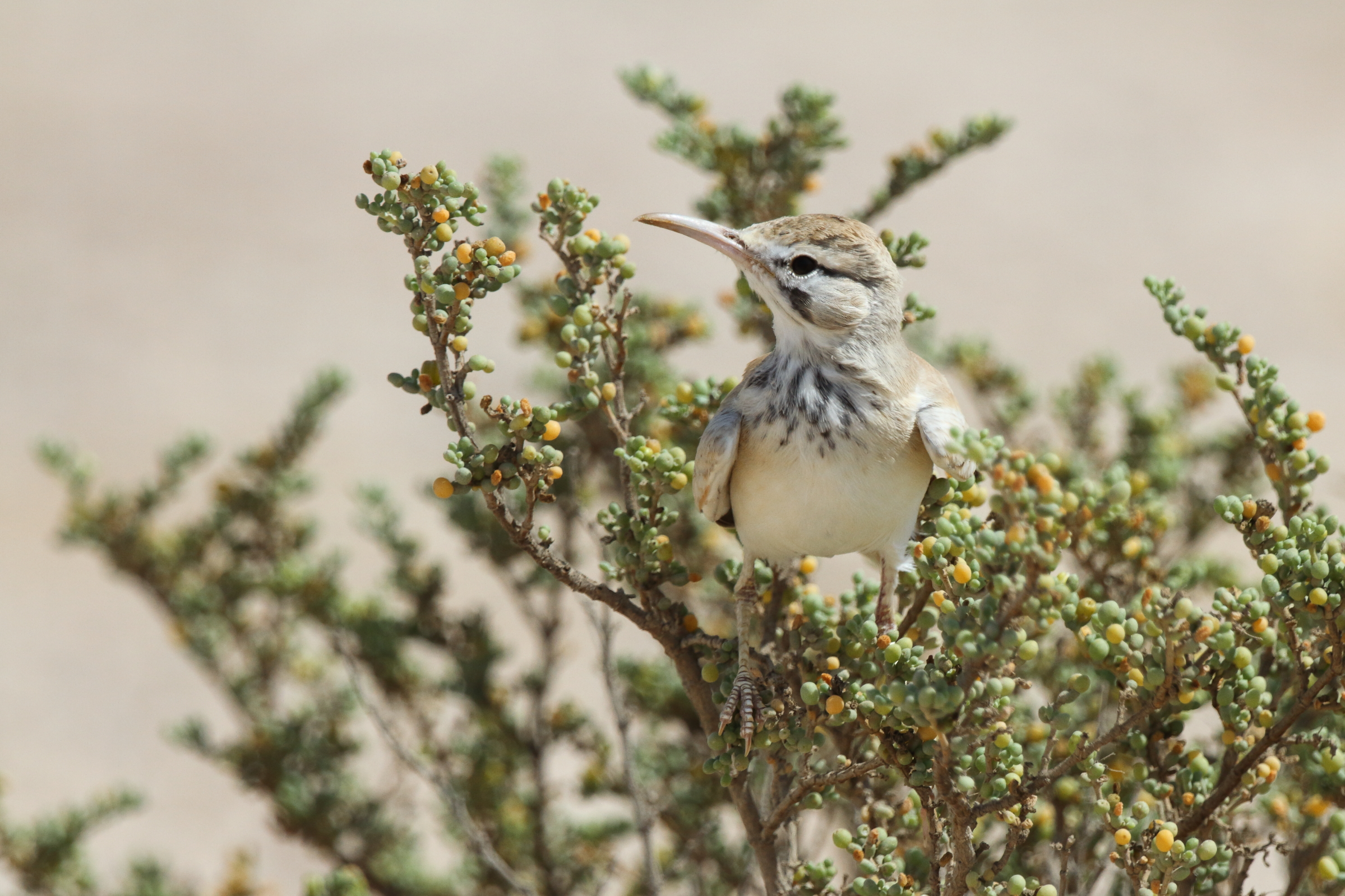 Greater Hoopoe-lark. Qatar, 16 October 2012 © Neil G. Morris.