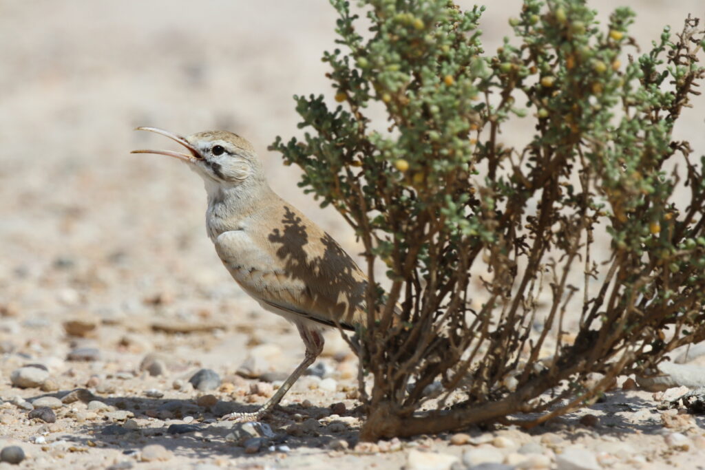 Greater Hoopoe-lark. Qatar, 16 October 2012 © Neil G. Morris.