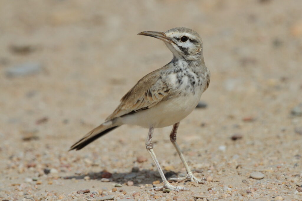 Greater Hoopoe-lark. Qatar, 21 October 2012 © Neil G. Morris.