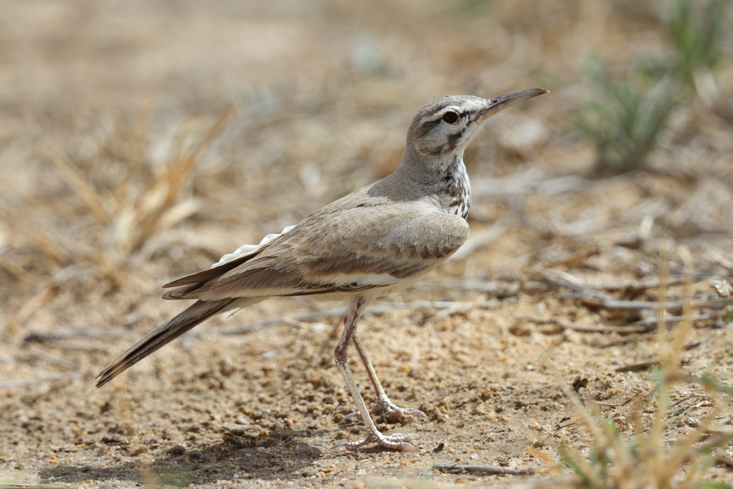Greater Hoopoe-lark. Qatar, 18 April 2013 © Neil G. Morris.