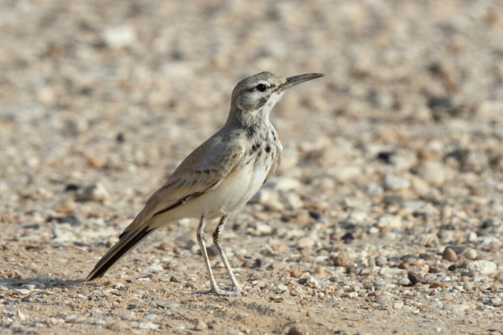 Greater Hoopoe-lark. Qatar, 06 November 2013 © Neil G. Morris.
