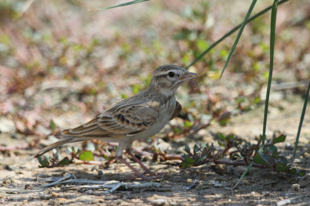 Greater Short-toed Lark. Qatar, 11 October 2012 © Neil G. Morris.