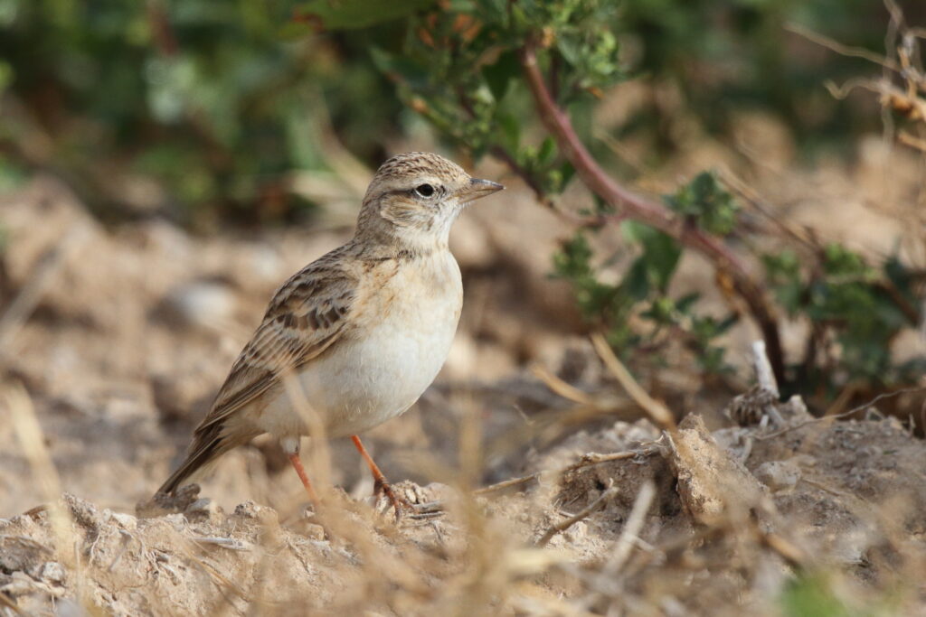 Greater Short-toed Lark. Qatar, 24 February 2013 © Neil G. Morris.