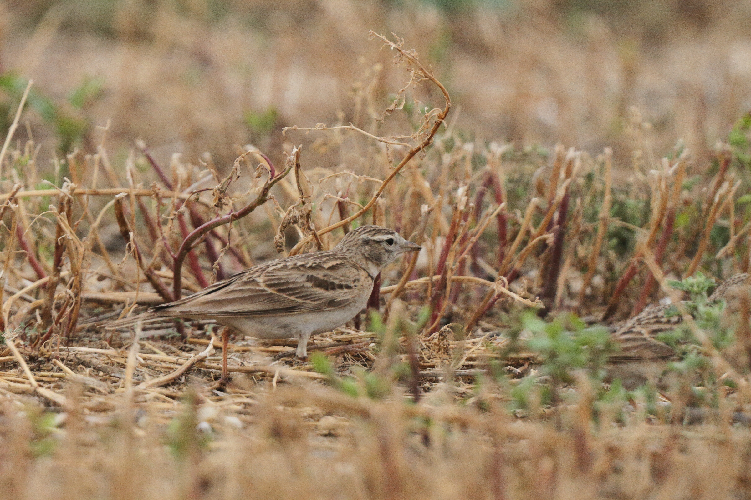 Greater Short-toed Lark. Qatar, 25 March 2013 © Neil G. Morris.