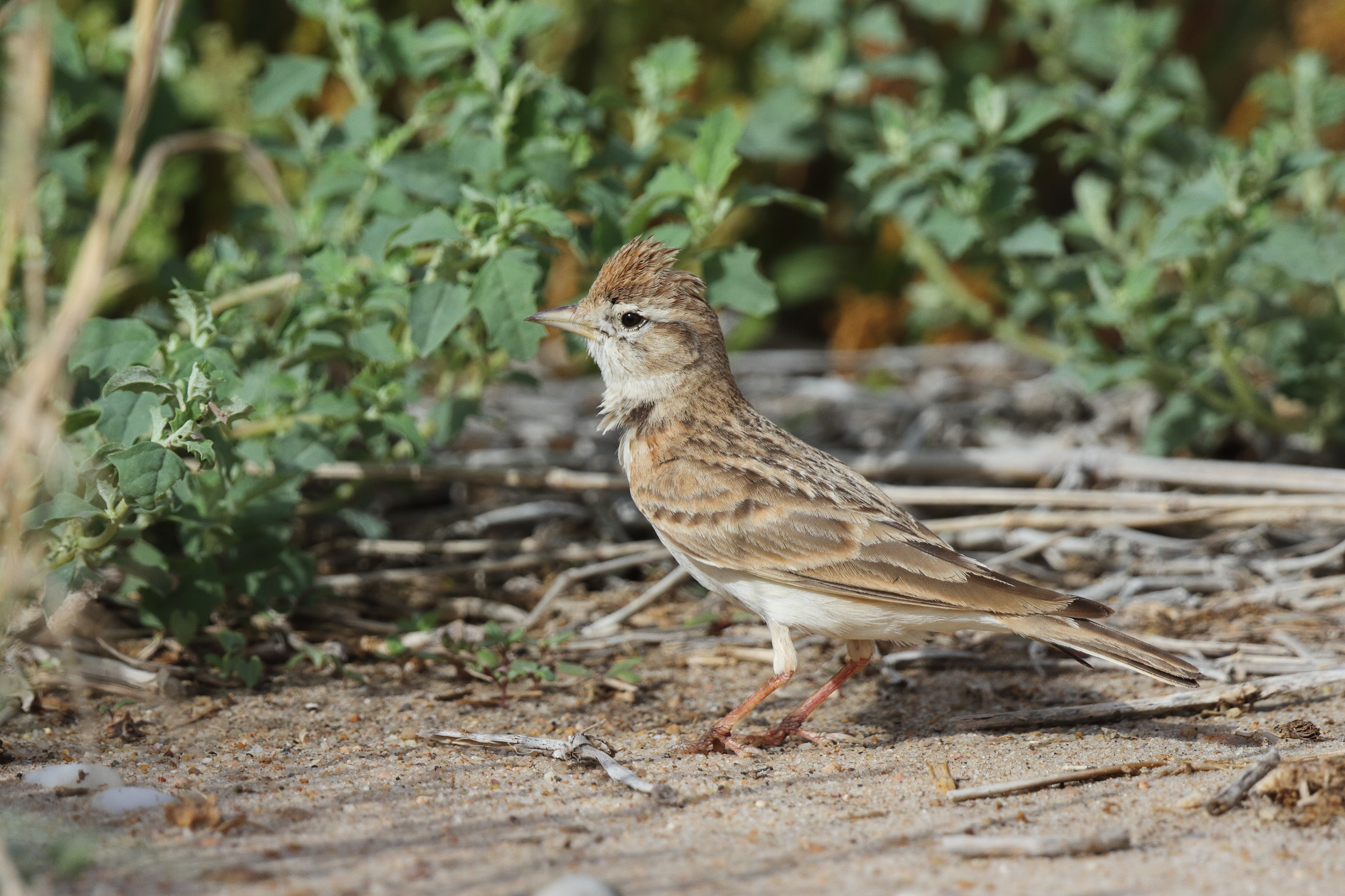 Greater Short-toed Lark. Qatar, 18 April 2013 © Neil G. Morris.