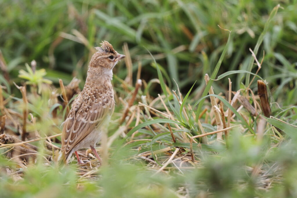 Greater Short-toed Lark. Qatar, 28 April 2013 © Neil G. Morris.
