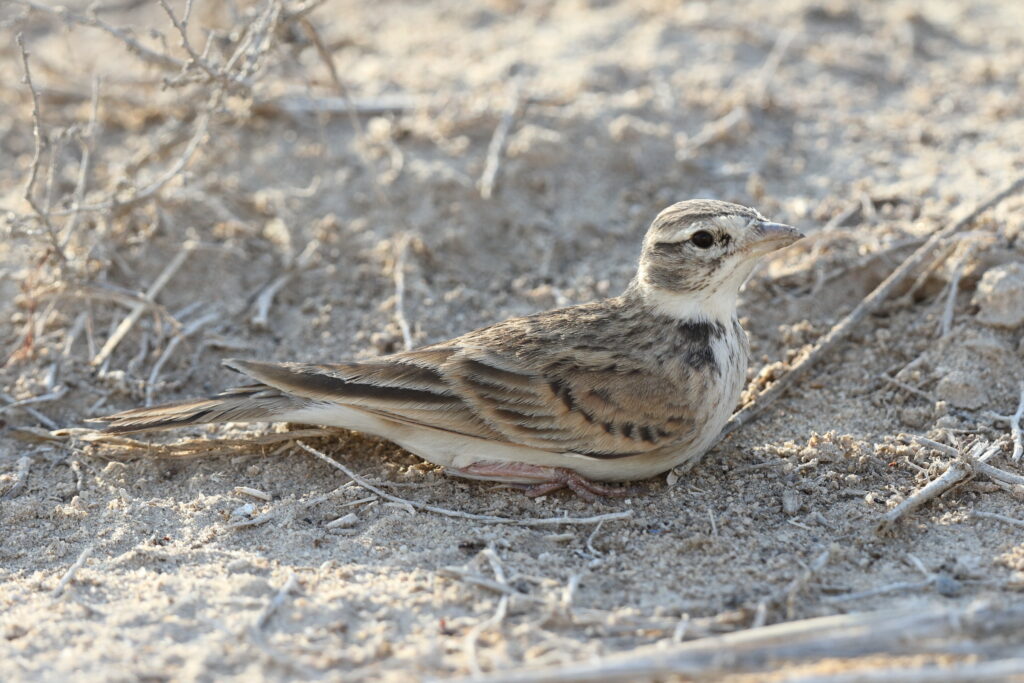 Greater Short-toed Lark. Qatar, 12 November 2013 © Neil G. Morris.