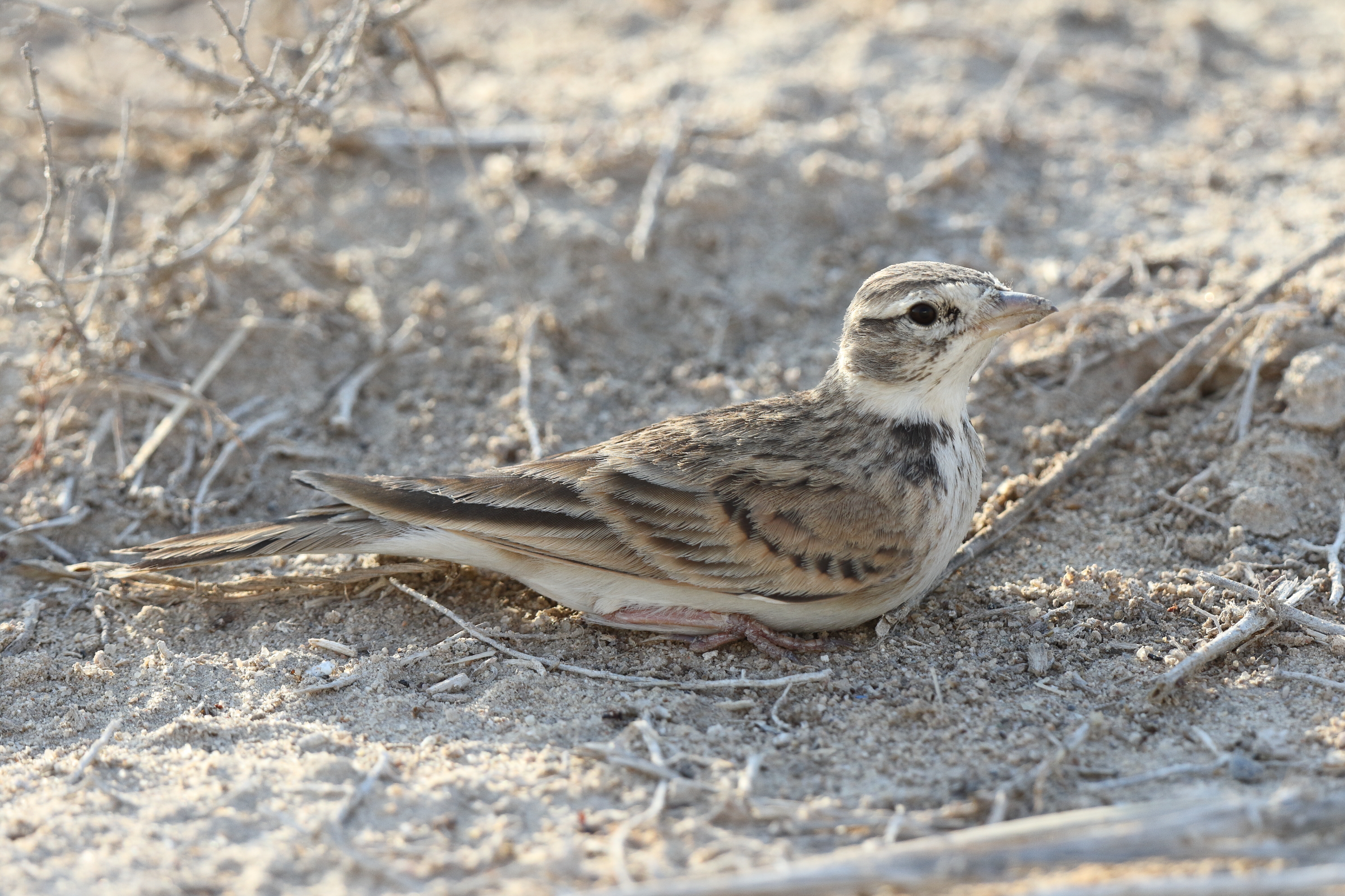 Greater Short-toed Lark. Qatar, 12 November 2013 © Neil G. Morris.